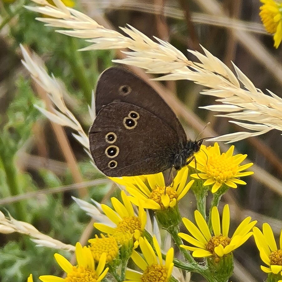 Ringlet - Hampton Heath - 2022-07-13